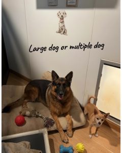 boarding-large-dog-gal