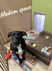 boarding-medium-dog-gal-2