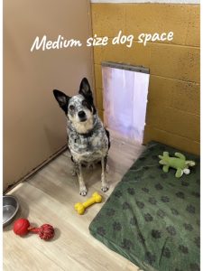 boarding-medium-dog-gal