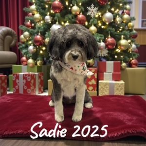 grooming-gal-dec-25-2