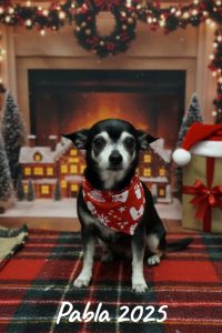 grooming-gal-dec-25-4