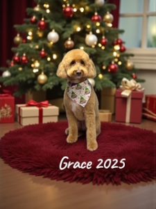 grooming-gal-dec-25-6