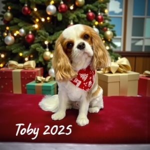 grooming-gal-dec-25-7